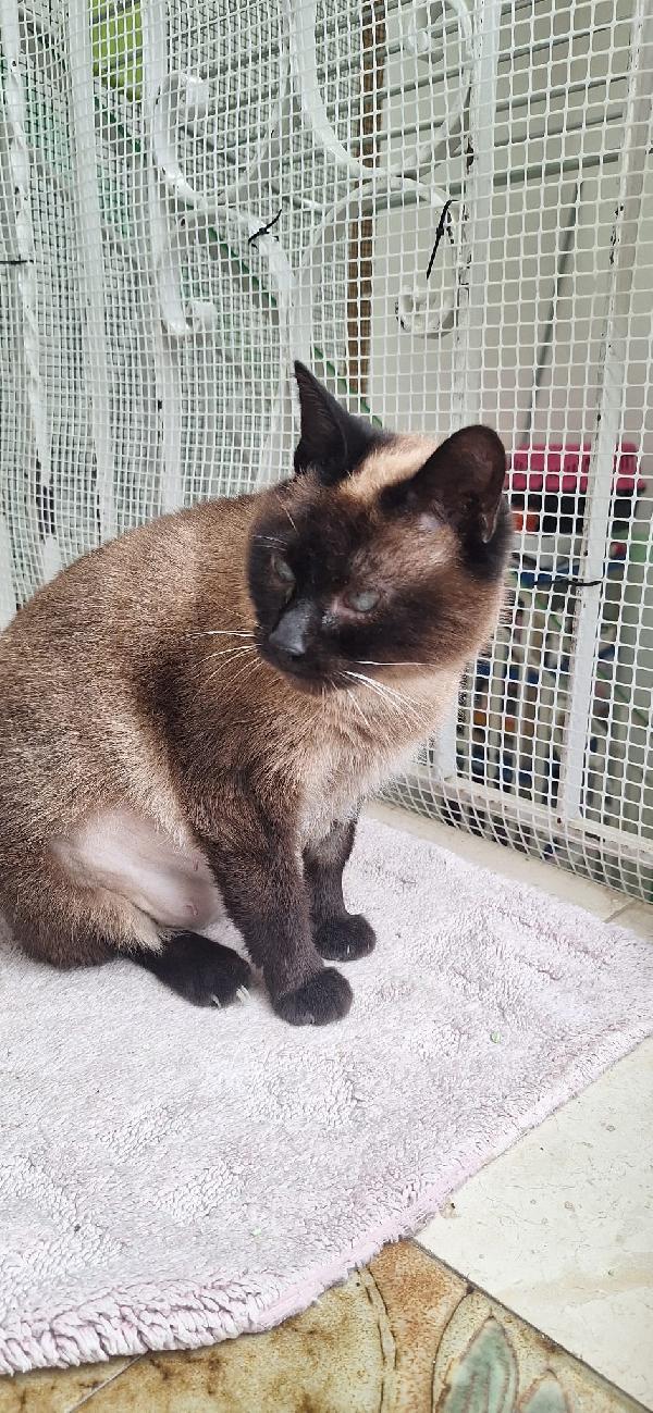 Blue Siamesina Super Dolce